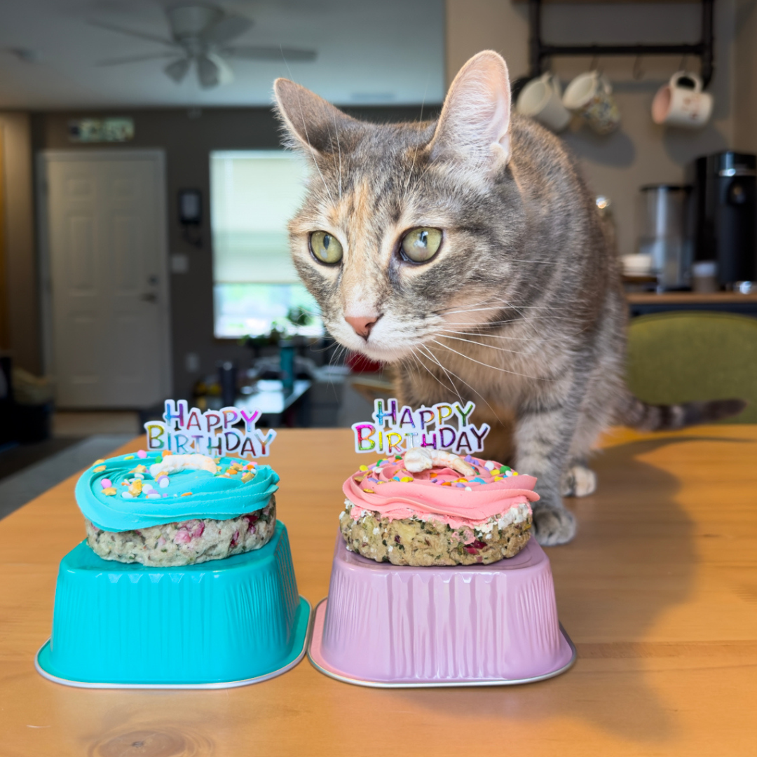 Lucky Biscuit Pet Bakery Hey Don t Forget the Cat Treats Cakes Freeze Dried Pork Cat Cake with Icing Pink M M Pet Boutique and Supplies